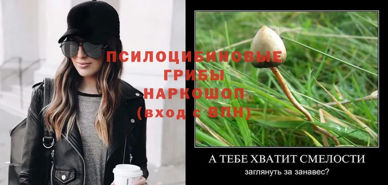 MEGA ONION  Приволжск  Псилоцибиновые грибы Psilocybe 